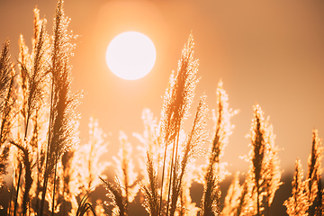 Image showing Beautiful Dry Grass In Sunset Sunlight. Sun Shining. Sunshine And Wild Plants. Nature At Sunrise. Beautiful Dry Grass In Sunset Sunlight. Sun Shining. Sunshine And Wild Plants. Nature At Sunrise