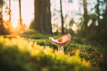 Image showing Mushroom Russula emetica - sickener, emetic russula, or vomiting russula. Autumn Forest. Conditionally edible fungus. Sunshine Sunlight Through Woods Landscape. Belarus, Europe