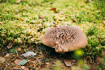 Image showing Sarcodon squamosus In Autumn Forest In Belarus. Mushroom In Autumn Forest In Belarus