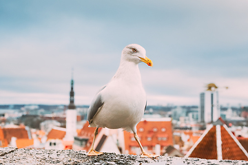 Image showing Tallinn, Estonia. White Hat Beckoning Seagull On Background Old Town