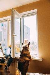 Image showing Woman Of Fifty In Yellow Sweater Washes Dusty Window In Apartment. 50 Year Old Woman Cleans Windows From Stains Using Rag. Woman Is Cleaning House Doing Household Chores With Dog Pet.