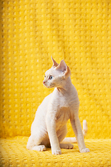 Image showing White Devon Rex Kitten Kitty. Short-haired Blue-eyed Cat Of English Breed On Yellow Plaid Background. Shorthair Pet Cat