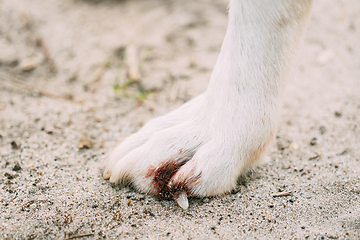 Image showing Damaged Claw And Finger In Dog. Dog\'s Paw Close Up