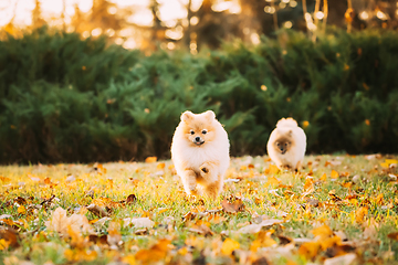 Image showing Funny Young Happy Red Puppy Pomeranian Spitz Puppy Dog Happy Play Running Outdoor In Autumn Grass