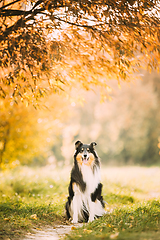 Image showing Tricolor Rough Collie, Funny Scottish Collie, Long-haired Collie, English Collie, Lassie Dog Posing Outdoors In Park. Portrait In Autumn Park
