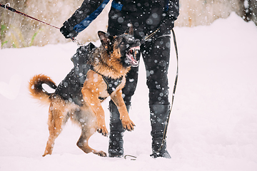Image showing Training Of Purebred German Shepherd Young Dog Or Alsatian Wolf Dog. Attack And Defence. Winter Snowy Day