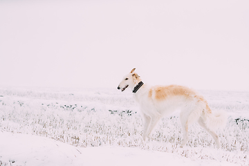 Image showing Russian Wolfhound Hunting Sighthound Russkaya Psovaya Borzaya Dog During Hare-hunting At Winter Day In Snowy Field