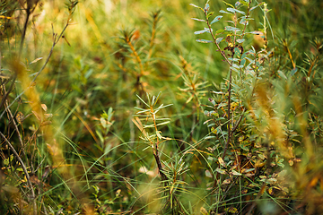 Image showing Rhododendron tomentosum, ledum palustre, Marsh Labrador Tea, Northern Labrador Tea or Wild Rosemary, Native To Marshes. Belarus, Belarusian Nature