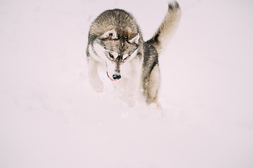 Image showing Husky Dog Play, Hunting And Jumping Outdoor In Snow, Snowdrift. Pet Play In Winter Day. Husky Dog Play