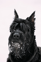 Image showing Portrait Of Young Black Giant Schnauzer Or Riesenschnauzer Dog At White Winter Snow Background