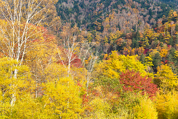 Image showing Autumn forest