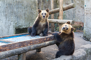 Image showing Little brown bear