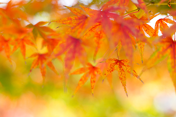 Image showing Red Maple tree