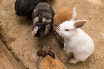 Image showing Rabbit Cage