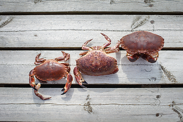 Image showing three alive crabs standing on wooden floor