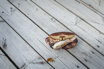 Image showing alive crab holding scallop in claw 