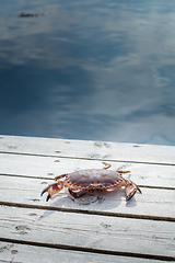 Image showing alive crab standing on wooden floor