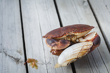 Image showing alive crab holding scallop in claw 