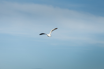 Image showing seagull flying in the sky