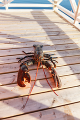 Image showing fresh lobster lying on sundeck