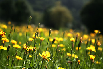 Image showing Flowers landscape