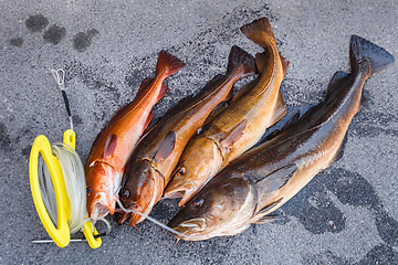 Image showing fresh Norwegian fish