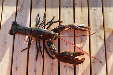 Image showing fresh lobster lying on sundeck