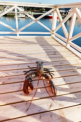 Image showing fresh lobster lying on sundeck