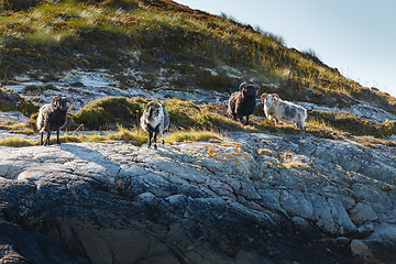 Image showing Beautiful view on island with rams