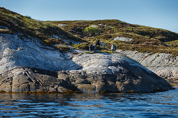 Image showing Beautiful view on island with rams