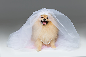 Image showing beautiful spitz bride on gray background