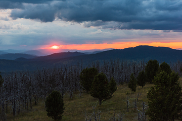 Image showing Landscape with dead forest