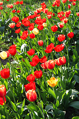 Image showing Beautiful bright tulips on a sunny day