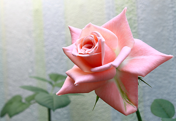 Image showing Beautiful delicate pink rose 