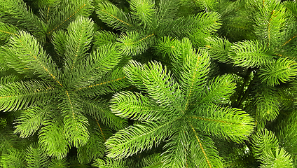 Image showing Bright green branches of an artificial Christmas tree