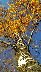 Image showing Trunk and branches with bright yellow leaves of beautiful autumn