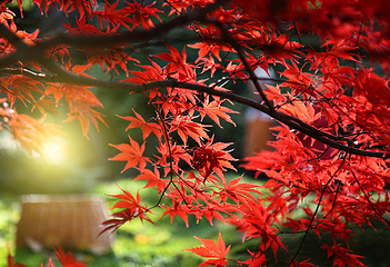 Image showing Bright red branches of Japanese maple or Acer palmatum and sunli