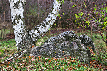 Image showing Trunk of a birch on a rock in an autumn park