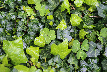 Image showing Wet plants with water drops natural bright green background