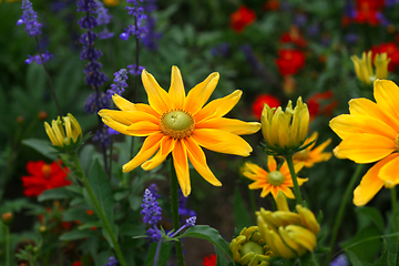 Image showing Beautiful rudbeckia yellow flowers, close-up