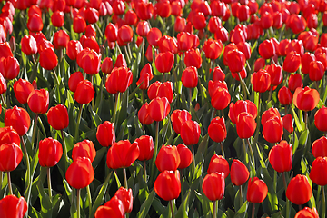 Image showing Beautiful red tulips glowing on sunlight