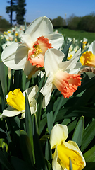 Image showing Beautiful white flowers of spring Narcissus