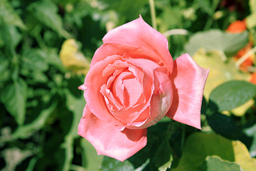 Image showing Flower