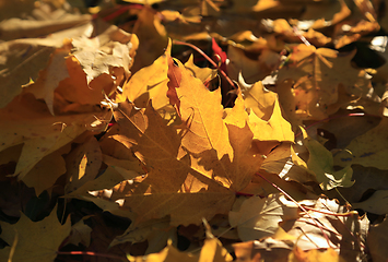 Image showing Autumn foliage of maple burning in the rays of the evening sun