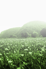 Image showing Flowers landscape