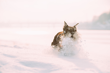 Image showing Miniature Schnauzer Dog Or Zwergschnauzer In Outfit Playing Fast Running In Snow Snowdrift At Winter Day