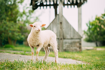 Image showing Domestic Small Sheep Lamb Grazing Feeding In Village Yard. Sheep Farming