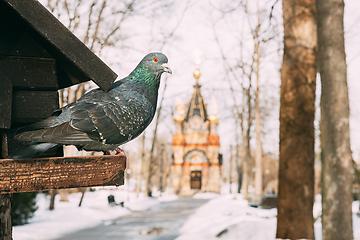 Image showing Gomel, Belarus. Pigeon Bird Is Sitting On The Feeder In Winter City Park. Chapel-tomb Of Paskevich (1870-1889 Years) In City Park At Sunny Winter Day