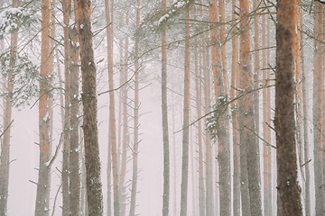 Image showing Beautiful Snowy White Forest In Winter Frosty Day. Snowing In Winter Frost Woods. Snowy Weather. Winter Snowy Coniferous Forest. Blizzard in Windy Day. Close Up Trunks