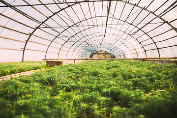 Image showing Close Up View Of Small Green Sprouts Of Plants Pines Trees Growing From Soil In wooden plant box In Greenhouse Or Hothouse